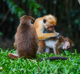 Toque Macaques (Macaca Sinica) in Peradeniya Royal Botanical Gardens, Kandy, Sri Lanka, Asia