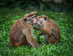 Toque Macaques (Macaca Sinica) in Peradeniya Royal Botanical Gardens, Kandy, Sri Lanka, Asia