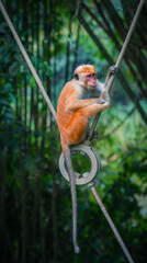 Toque Macaques (Macaca Sinica) in Peradeniya Royal Botanical Gardens, Kandy, Sri Lanka, Asia