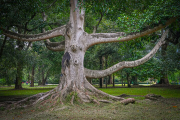 Peradeniya Royal Botanical Garden in Kandy, Sri Lanka