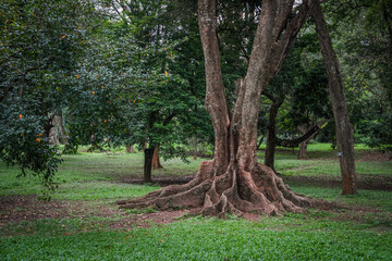 Peradeniya Royal Botanical Garden in Kandy, Sri Lanka