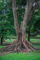 Peradeniya Royal Botanical Garden in Kandy, Sri Lanka