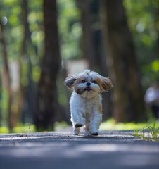 shih tzu dog runs along the road in the park in summer 
