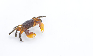purple marsh crab - Sesarma reticulatum - is a crab species native to the salt and brackish water marshes of the eastern United States isolated on white background