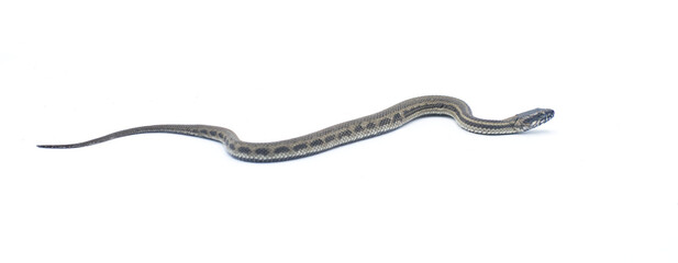 Gulf salt marsh snake - Nerodia clarkii - is a species of semi-aquatic, nonvenomous, colubrid snake found in the southeastern United States. Isolated on white background with copy space
