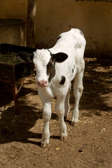 the photo of the calf is in black and white. The topic of animal husbandry and farming	