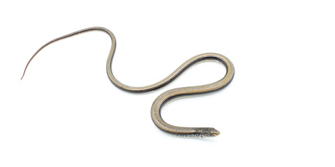 eastern glass lizard - Ophisaurus ventralis - is a species of legless lizard in the family Anguidae and the longest and heaviest species of glass lizards. Isolated on white background