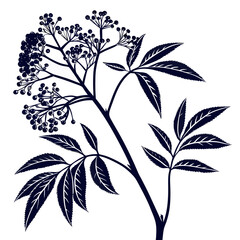 black and white elderberry