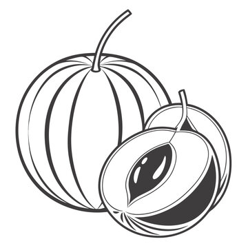vector illustration of  emblica