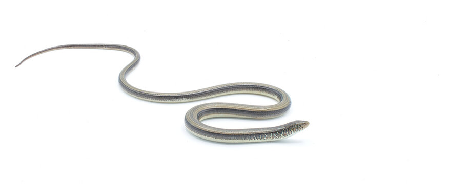 eastern glass lizard - Ophisaurus ventralis - is a species of legless lizard in the family Anguidae and the longest and heaviest species of glass lizards. Isolated on white background