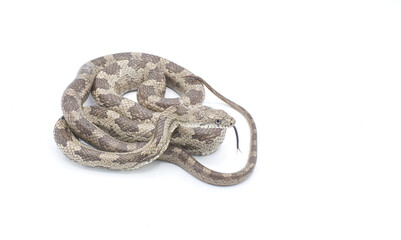 Eastern or gray ratsnake - Pantherophis spiloides or alleghaniensis is a nonvenomous constrictor snake native to North America. It's one of the longest snakes in the continent. Isolated on white