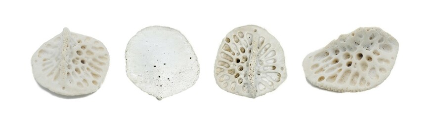 scute of an American alligator - A. mississippiensis - Bony plate inside the skin, called osteoderms or scutes, make the skin very hard to penetrate and are similar to scales. Isolated on white
