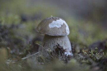 mushroom in the forest