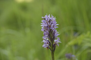  early-purple Orchid (Orchis mascula)