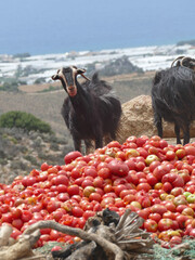 Black goats balancing atop rotting tomato heap, Cretan landscape featuring greenhouses,...