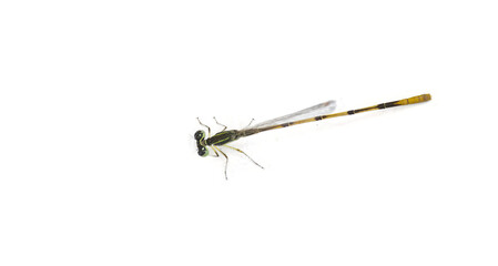 citrine forktail - Ischnura hastata - is a damselfly of the family Coenagrionidae isolated on white background with copy space. Adult males have a black head and thorax, with blue markings