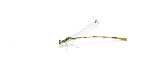 citrine forktail - Ischnura hastata - is a damselfly of the family Coenagrionidae isolated on white background with copy space. Adult males have a black head and thorax, with blue markings