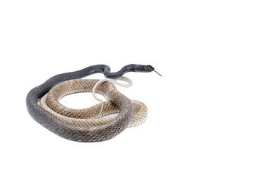 Eastern Coachwhip snake - Masticophis flagellum is a species of nonvenomous colubrid snake, commonly referred to as the coachwhip or the whip snake. It is endemic to the United States and Mexico.