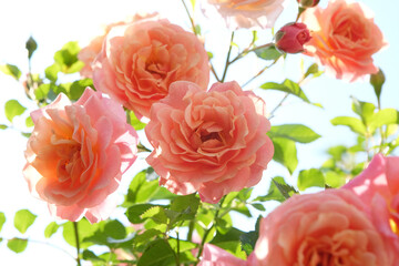 Pink and orange climbing rose, rosa ‘Peach Melba’ in flower.