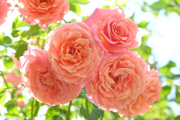 Pink and orange climbing rose, rosa ‘Peach Melba’ in flower.