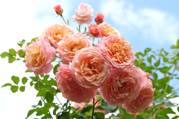 Pink and orange climbing rose, rosa ‘Peach Melba’ in flower.