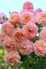 Pink and orange climbing rose, rosa &lsquo;Peach Melba&rsquo; in flower.