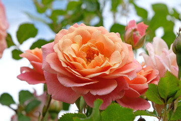 Pink and orange climbing rose, rosa ‘Peach Melba’ in flower.