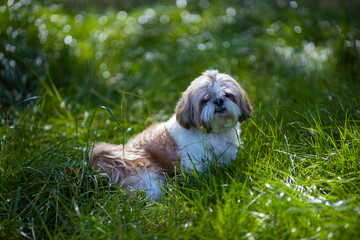 shih tzu dog in the green grass