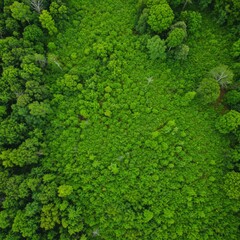 Naklejka premium Aerial View of Lush Green Forest Canopy