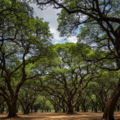 Lush Green Canopy of Trees in a Sunny Park