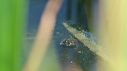 Bombina Variegata aka yellow-bellied toad baby is resting in the pond. Threatened species of amphibian in Czech republic.