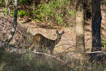 Capreolus capreolus european roe deer female in forest.