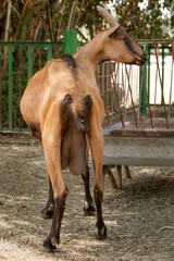 vertical photo of a goat with a milk udder, standing with its back to the camera.  The topic of animal husbandry and farming