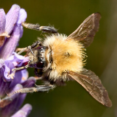 Bumblebee Feeding on Lavender in Macro Close-Up