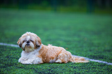 shih tzu dog on a soccer field in summer