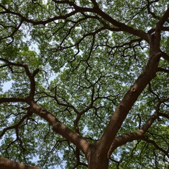 Fototapeta premium Overhead View of Lush Green Tree Canopy