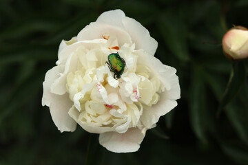 A green May beetle climbed inside a large white peony.
