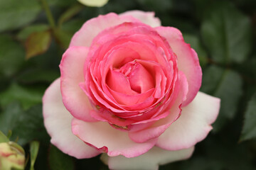 A hybrid of a large white-pink blooming rose.