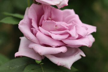 A large pale purple summer rose.