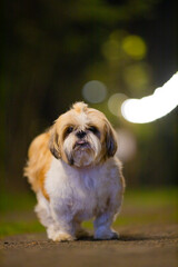 shih tzu dog on the road in a park in the evening in summer