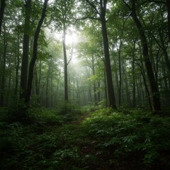 Obraz premium Sunbeams Through Foggy Forest Path