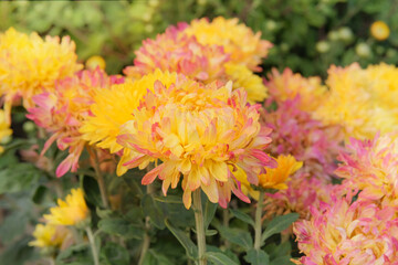 Aesthetic appeal of plants. Chrysanthemums bush with fleshy leaves and yellow flowers. Cottage garden.