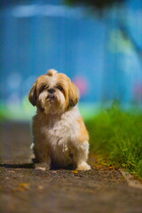 shih tzu dog on the road in a park in the evening in summer