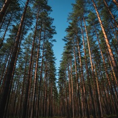 Fototapeta premium Tall Pine Trees in a Forest Under a Blue Sky