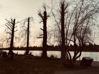 Bare winter trees by a calm river at dusk, silhouetted against the sky. A peaceful and moody...
