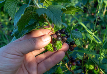 A person carefully gathers ripe blackcurrants from a bush, sunlight illuminating the vibrant green leaves in a warm afternoon setting, showcasing nature's bounty