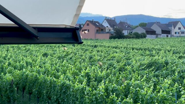 hanneton qui volent autour d'un parasol &agrave; la campagne