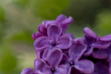 Grono ciemnofioletowych kwiatów bzu (Syringa vulgaris) w pełnym rozkwicie w maju. Płatki są delikatne, gładkie i mają bogaty, żywy kolor. Rozmyte tło składa się z miękkich zielonych liści.