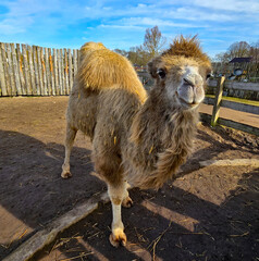 Camel in close up in a camel park