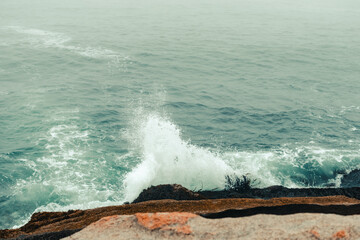 Kelp being pulled up from the force of waves along Acadia National Park's shoreline.